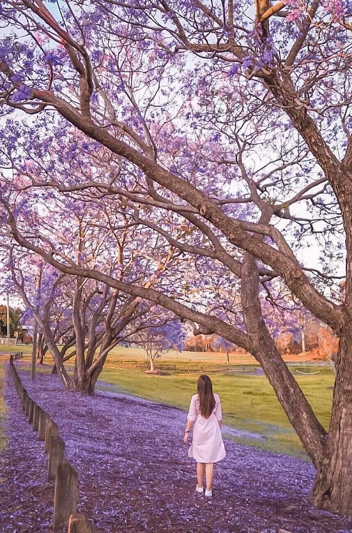 紫色浪漫席卷澳洲，这座叫“春”的城市，正被“单身狗之花”攻陷~ - 66