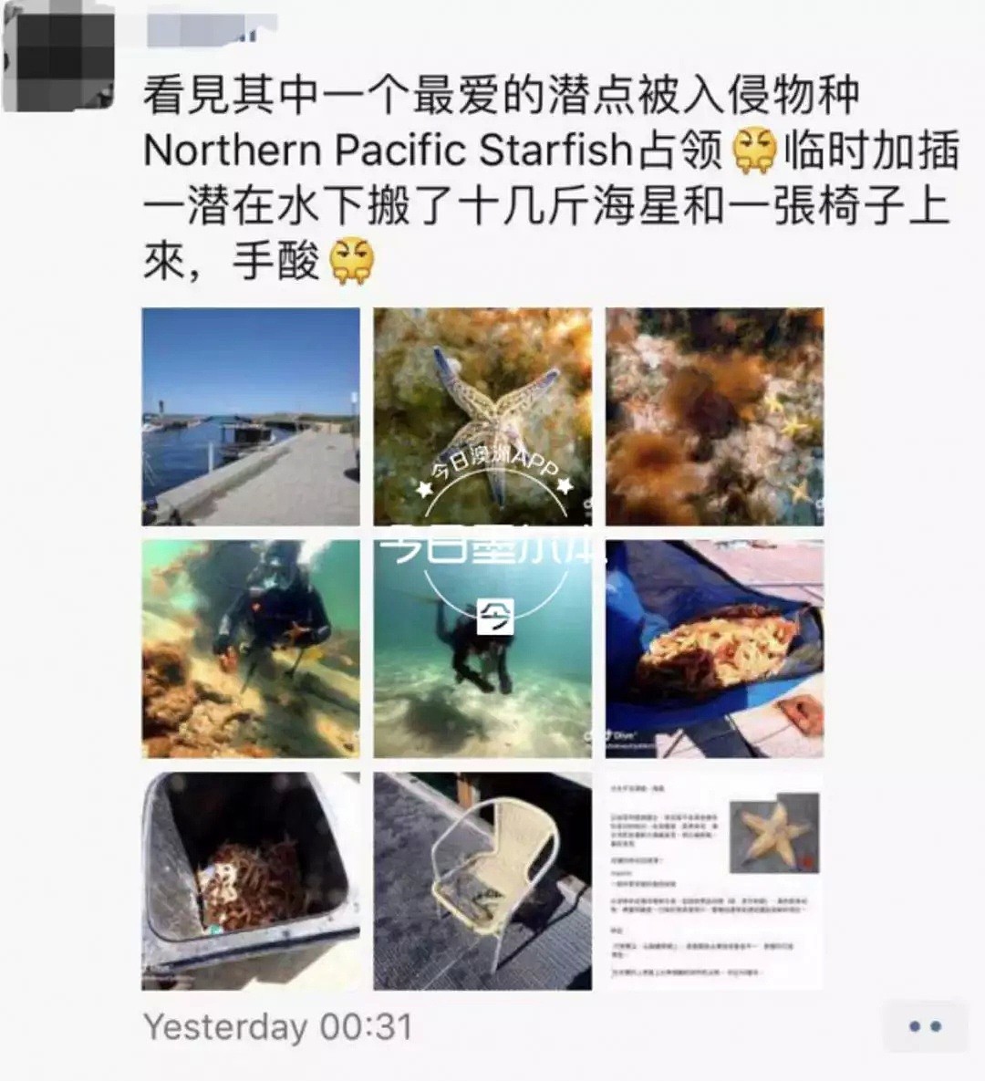 大批神秘生物入侵海岸，惊呆澳华人！当局慌了！中国网友：来吧，吃成濒危还是灭绝？ - 1