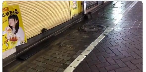 台风天东京闹市成群老鼠上街 日本网友：呼唤猫咪（组图） - 1