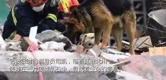 汶川地震救下15条人命的狗狗去世！网友写下评论，第一条就看哭了