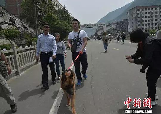 汶川地震救下15条人命的狗狗去世！网友写下评论，第一条就看哭了