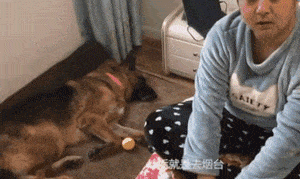 汶川地震救下15条人命的狗狗去世！网友写下评论，第一条就看哭了