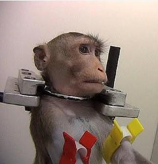 太残忍！德国毒性实验室曝光，猕猴每天被打13针毒药至惨死
