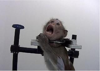 太残忍！德国毒性实验室曝光，猕猴每天被打13针毒药至惨死