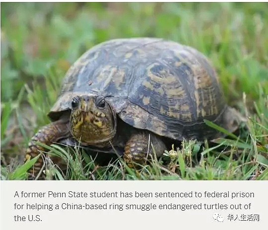 国内炒出天价，一华裔留学生铤而走险，运了80只箱龟被判一年监禁...（组图） - 2