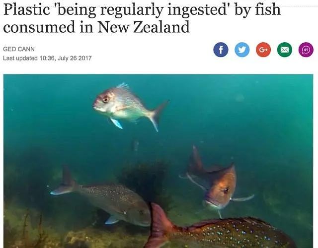 这种华人爱吃的海鲜大量减少！新西兰这个问题越来越严重…（组图） - 13