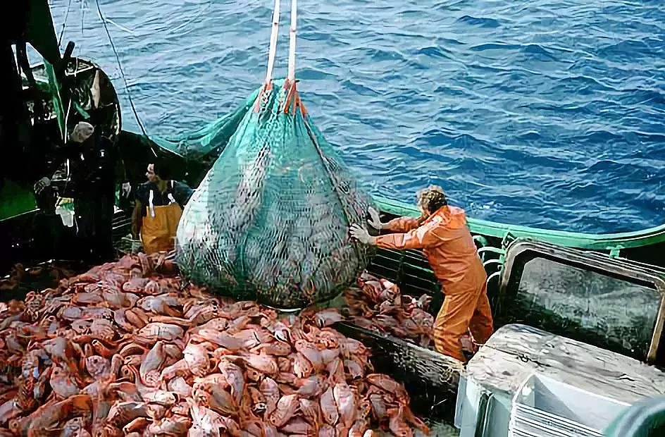 这种华人爱吃的海鲜大量减少！新西兰这个问题越来越严重…（组图） - 27