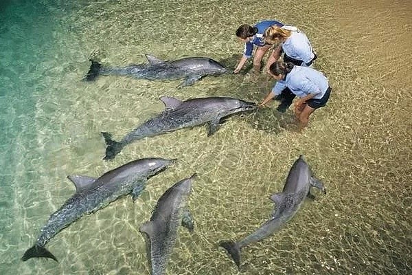 遗憾！美国游客丧命布村海豚岛热门景点，多次抢救无效身亡 - 1