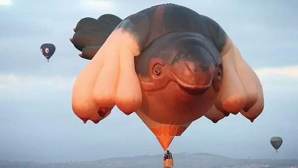 堪闻 | 堪飞絮使学生挂科？|世界著名“飞鲸”热气球回堪培拉啦|堪公交亭被画作日历|澳原住民议会被迫停止 - 4