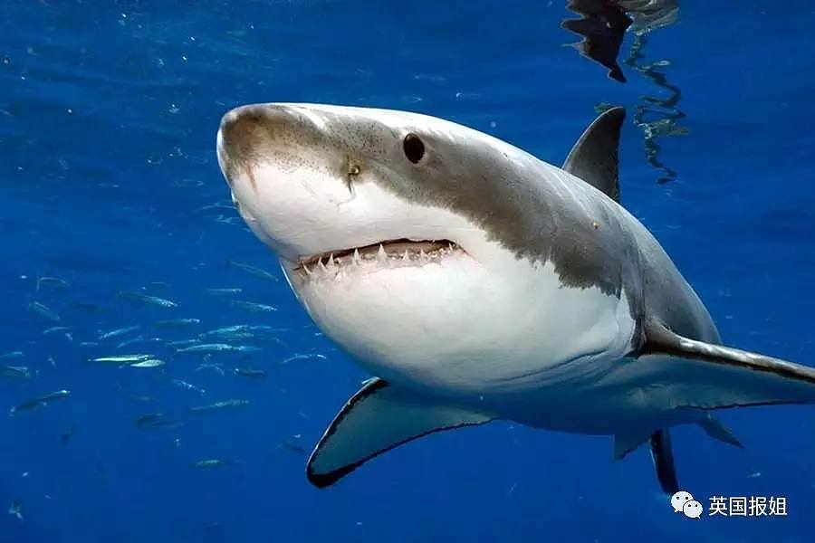 大白鲨交配太激烈会咬掉对方的头？嗯，后面还有更刺激的…（组图） - 2