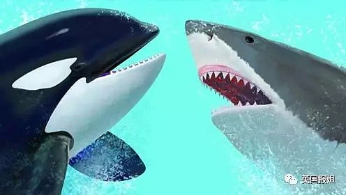 大白鲨交配太激烈会咬掉对方的头？嗯，后面还有更刺激的…（组图） - 7