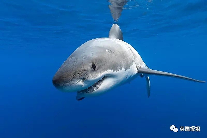 大白鲨交配太激烈会咬掉对方的头？嗯，后面还有更刺激的…（组图） - 8