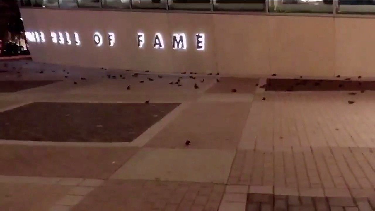 美国诡异景象：成群鸟儿拼命撞建筑物集体惨死（视频） - 2