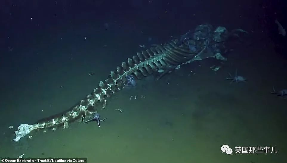 一鲸落，万物生…鲸鱼这看似惊悚的尸骸，却是世上最浪漫的重生（组图） - 4