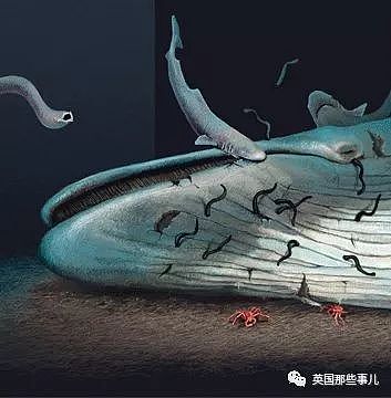 一鲸落，万物生…鲸鱼这看似惊悚的尸骸，却是世上最浪漫的重生（组图） - 6