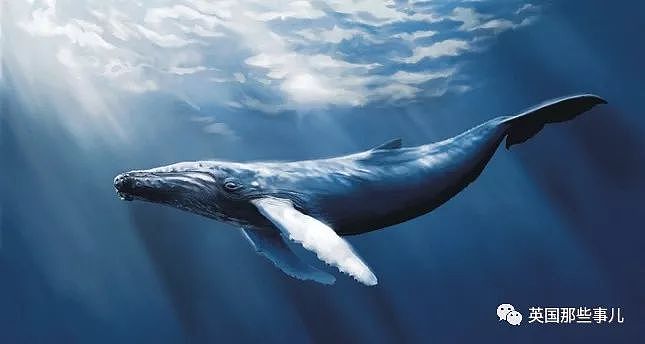 一鲸落，万物生…鲸鱼这看似惊悚的尸骸，却是世上最浪漫的重生（组图） - 12