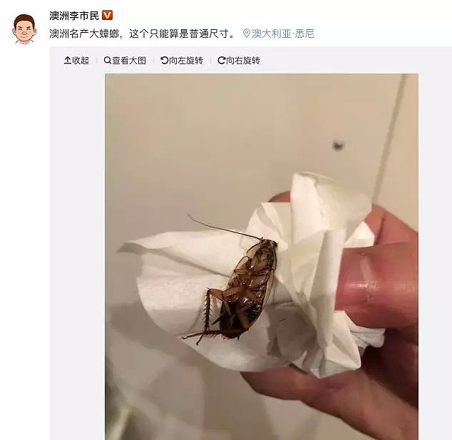 华人女子吓破胆！成千上万的可怕毒物入侵全澳，它们无处不在，已有华人中招！ - 17