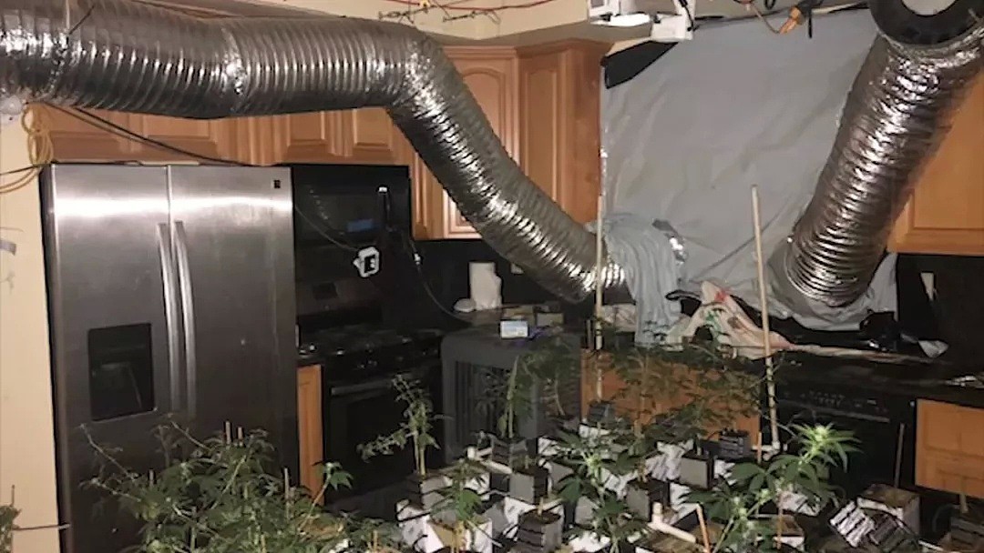 华男私自改建房屋种植大麻！用假墙堵住窗户！用电线搭成老鼠窝！场面震惊！（组图） - 14