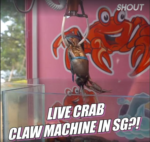 新加坡餐厅造“抓螃蟹机”走红，却被指玩弄动物，网友称太残忍