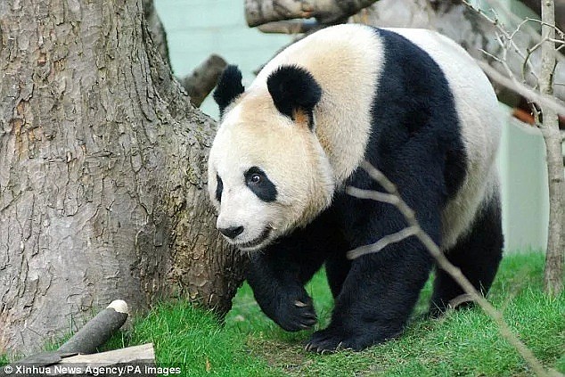 卧槽！熊猫阳光被割了蛋蛋，英国人想要熊猫崽的希望破灭了...（组图） - 18