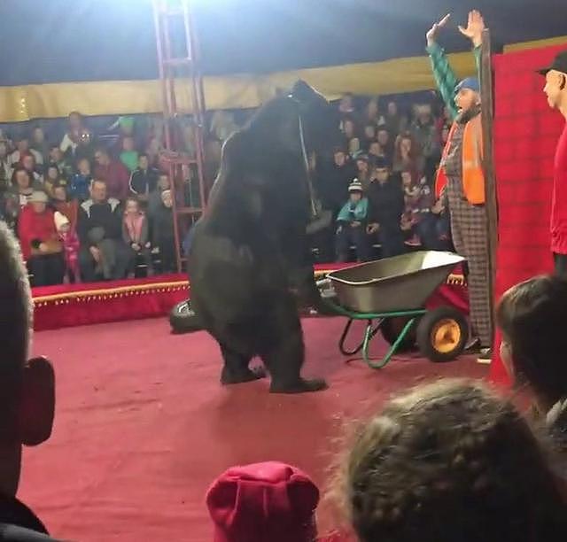 俄罗斯马戏团黑熊“发飙”站立攻击驯兽员 观众以为是表演