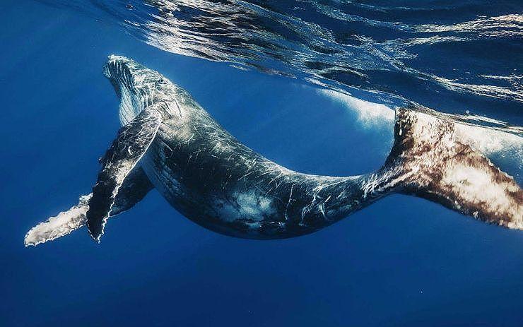 科学家拍到罕见鲸落画面：鲸尸沉至海底，章鱼、蠕虫在大快朵颐！（组图） - 1