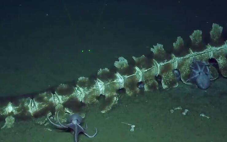 科学家拍到罕见鲸落画面：鲸尸沉至海底，章鱼、蠕虫在大快朵颐！（组图） - 3