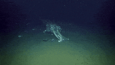 科学家拍到罕见鲸落画面：鲸尸沉至海底，章鱼、蠕虫在大快朵颐！（组图） - 5