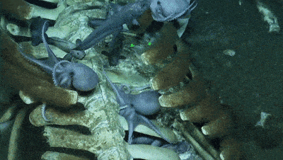 科学家拍到罕见鲸落画面：鲸尸沉至海底，章鱼、蠕虫在大快朵颐！（组图） - 7