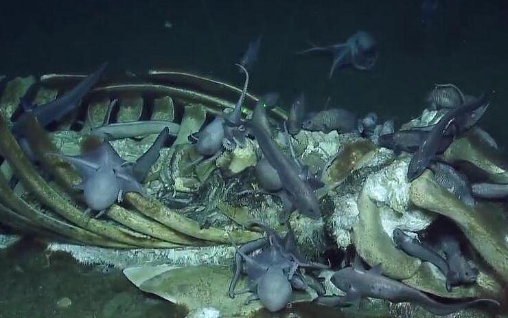 科学家拍到罕见鲸落画面：鲸尸沉至海底，章鱼、蠕虫在大快朵颐！（组图） - 9