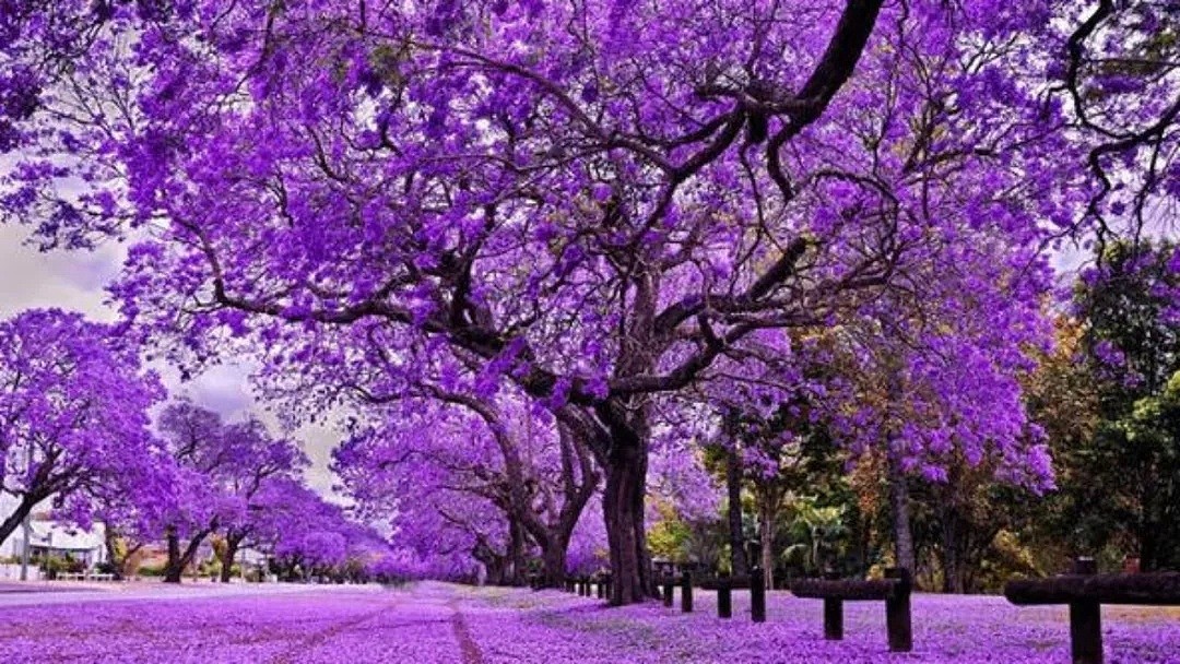 地表最强攻略！又是一年蓝花楹季，悉尼成一片紫海！最佳观赏地点原来是这座小镇...... - 1
