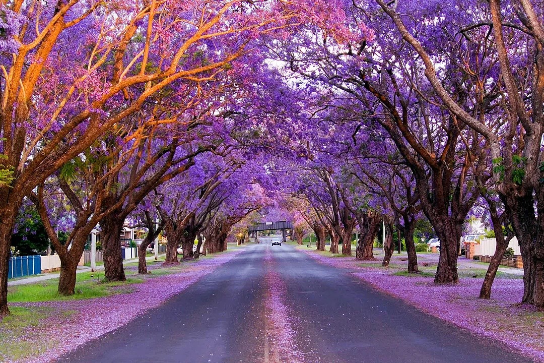 地表最强攻略！又是一年蓝花楹季，悉尼成一片紫海！最佳观赏地点原来是这座小镇...... - 3