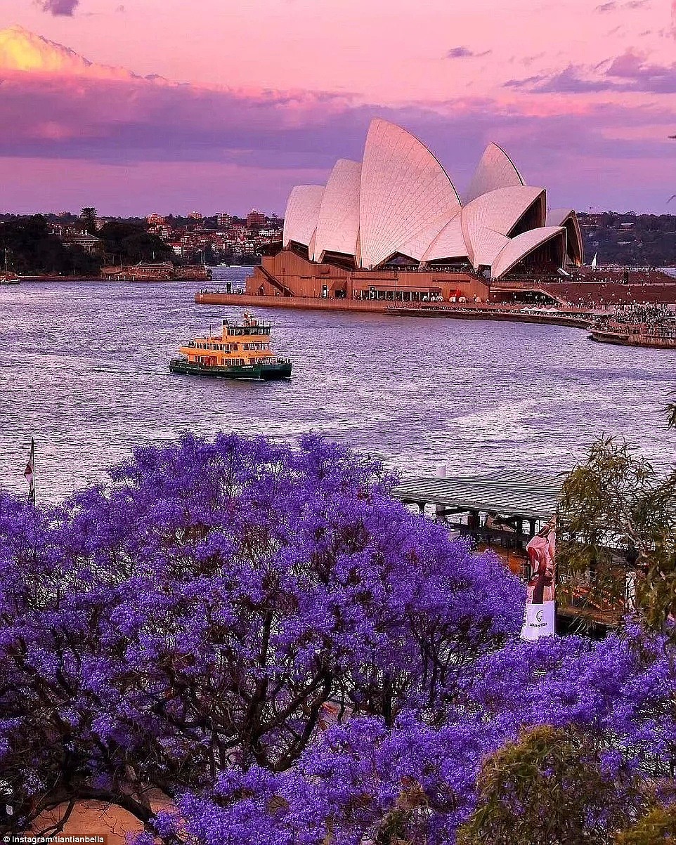 地表最强攻略！又是一年蓝花楹季，悉尼成一片紫海！最佳观赏地点原来是这座小镇...... - 5