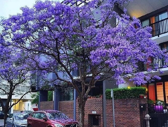 地表最强攻略！又是一年蓝花楹季，悉尼成一片紫海！最佳观赏地点原来是这座小镇...... - 6