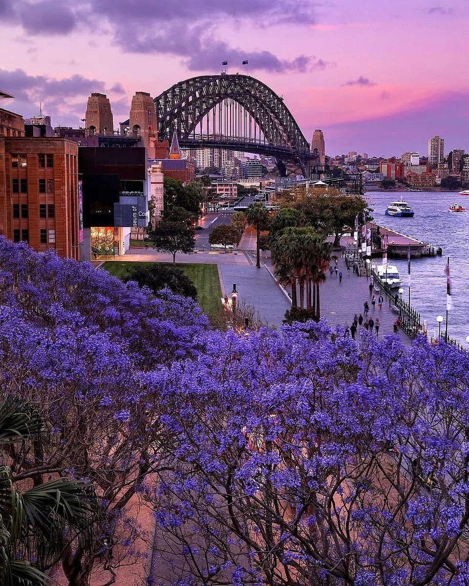 地表最强攻略！又是一年蓝花楹季，悉尼成一片紫海！最佳观赏地点原来是这座小镇...... - 7