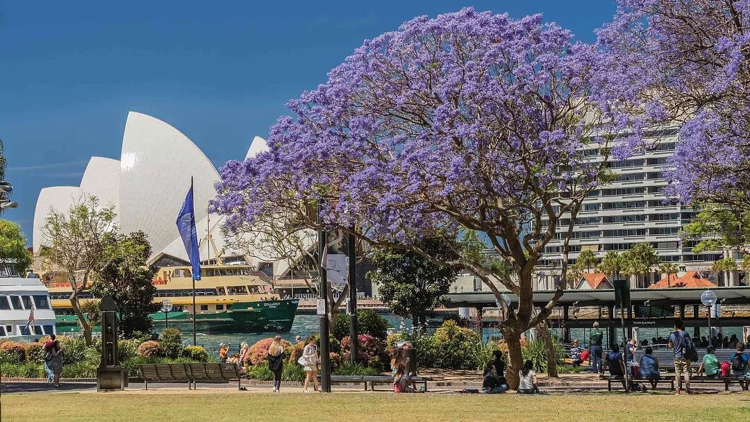 地表最强攻略！又是一年蓝花楹季，悉尼成一片紫海！最佳观赏地点原来是这座小镇...... - 10