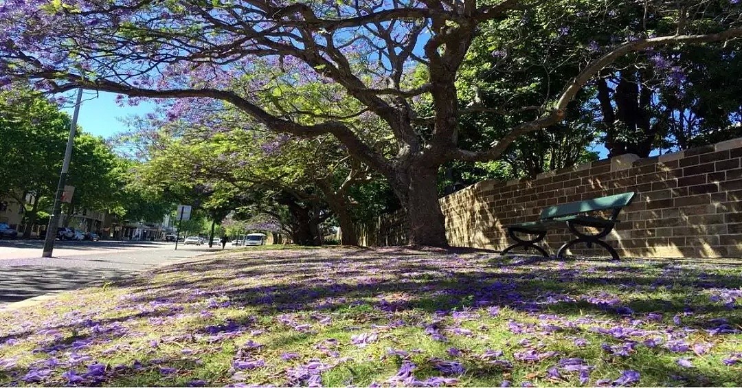 地表最强攻略！又是一年蓝花楹季，悉尼成一片紫海！最佳观赏地点原来是这座小镇...... - 11
