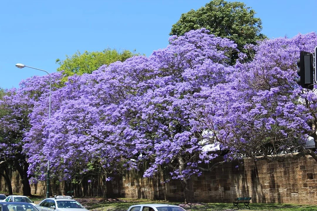 地表最强攻略！又是一年蓝花楹季，悉尼成一片紫海！最佳观赏地点原来是这座小镇...... - 13