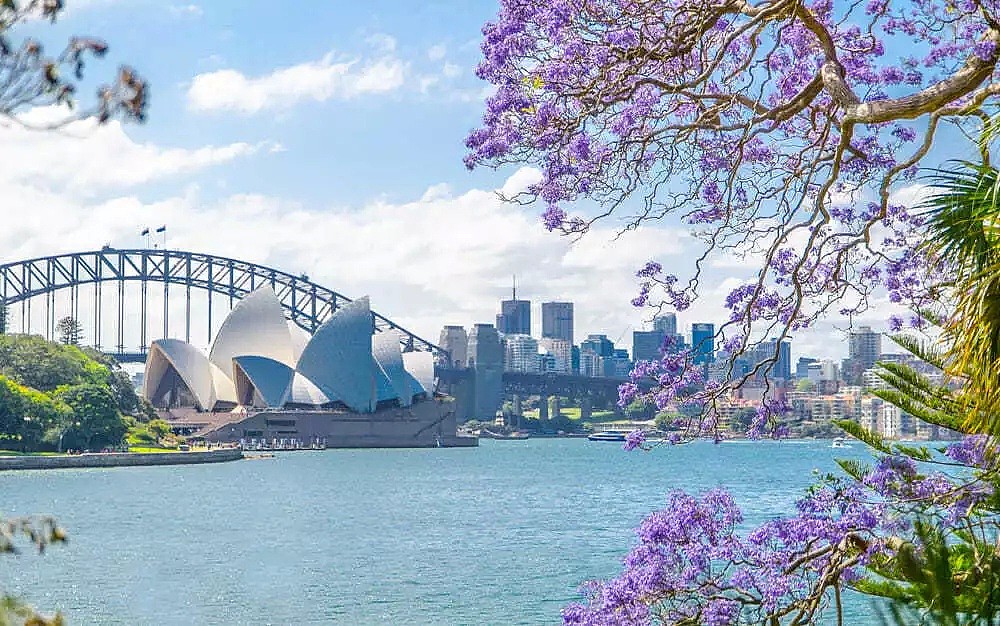 地表最强攻略！又是一年蓝花楹季，悉尼成一片紫海！最佳观赏地点原来是这座小镇...... - 16