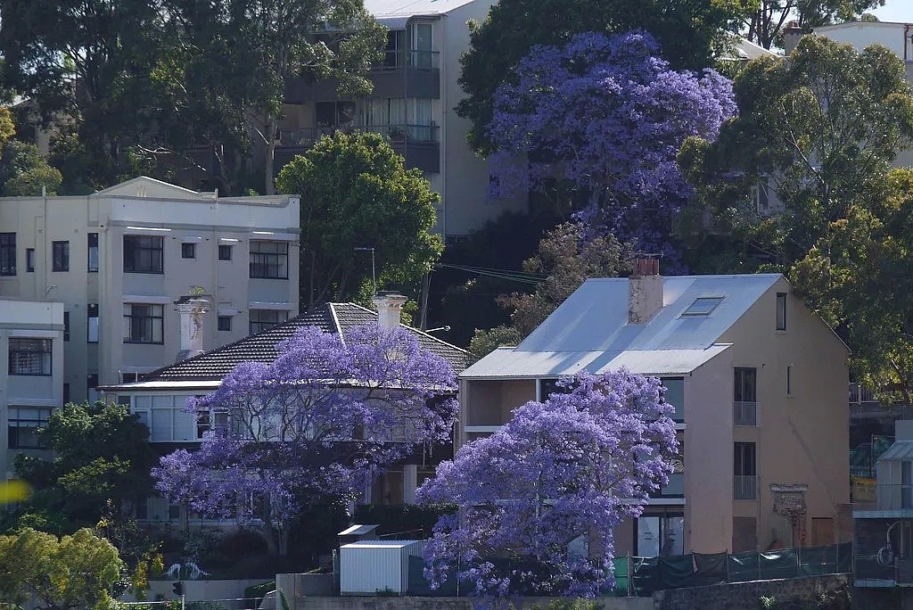 地表最强攻略！又是一年蓝花楹季，悉尼成一片紫海！最佳观赏地点原来是这座小镇...... - 17