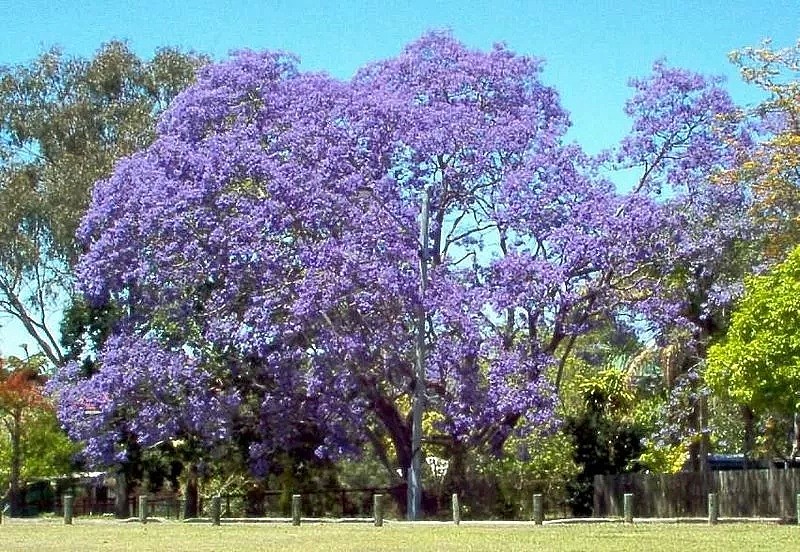 地表最强攻略！又是一年蓝花楹季，悉尼成一片紫海！最佳观赏地点原来是这座小镇...... - 25