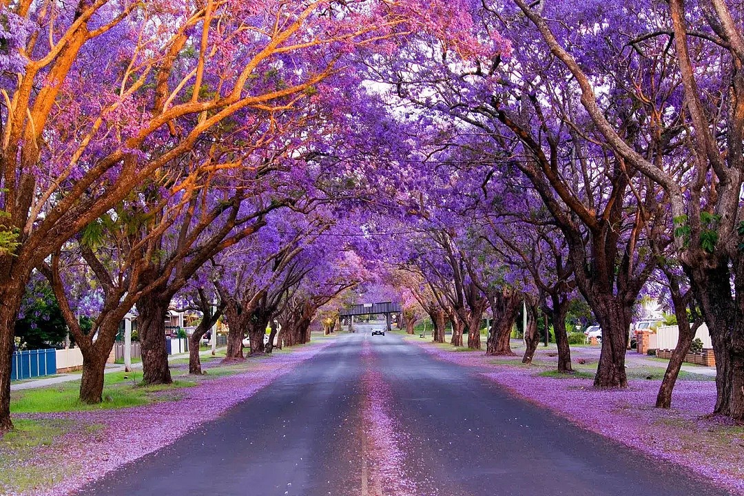 地表最强攻略！又是一年蓝花楹季，悉尼成一片紫海！最佳观赏地点原来是这座小镇...... - 36