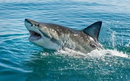 浮潜惊魂！游客在昆州热门景点被鲨鱼咬掉右脚，被迫截肢！一年六起鲨鱼袭击谁该背锅 - 4