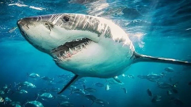 浮潜惊魂！游客在昆州热门景点被鲨鱼咬掉右脚，被迫截肢！一年六起鲨鱼袭击谁该背锅 - 11