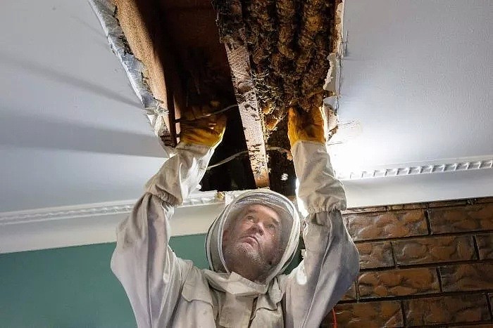 天上掉蜜？布村夫妇在自家天花板收获超10公斤蜂蜜，两米蜂巢太壮观！ - 3