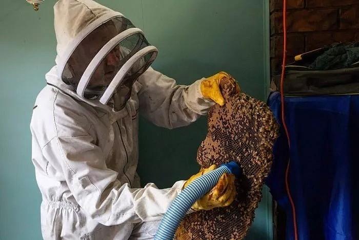 天上掉蜜？布村夫妇在自家天花板收获超10公斤蜂蜜，两米蜂巢太壮观！ - 4