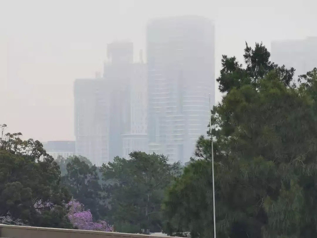 悉尼遭浓雾锁城，空气污染比北京严重！新州90处山火失控，350只考拉或被活活烧死！（组图） - 8