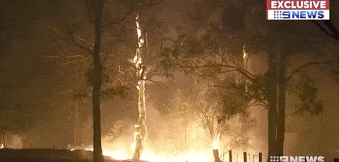 悉尼遭浓雾锁城，空气污染比北京严重！新州90处山火失控，350只考拉或被活活烧死！（组图） - 45