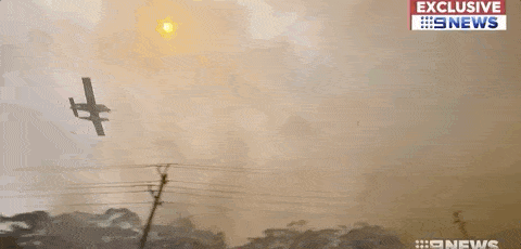 悉尼遭浓雾锁城，空气污染比北京严重！新州90处山火失控，350只考拉或被活活烧死！（组图） - 62