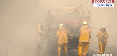 悉尼遭浓雾锁城，空气污染比北京严重！新州90处山火失控，350只考拉或被活活烧死！（组图） - 65